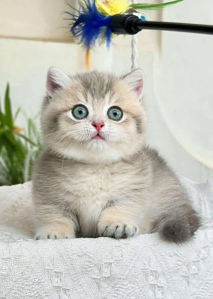 Munchkin
