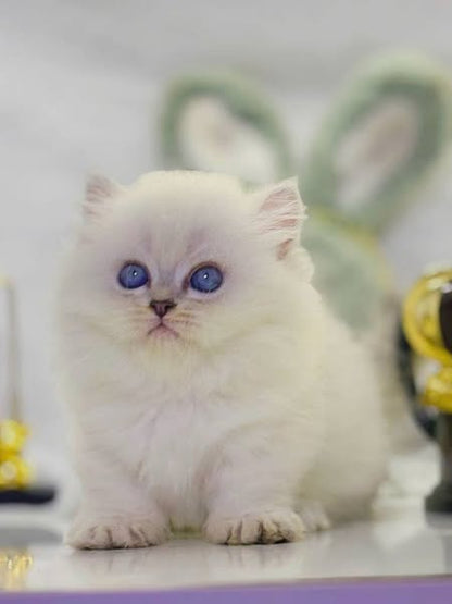 Munchkin Longhair