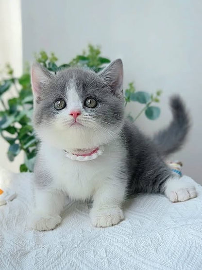 Munchkin