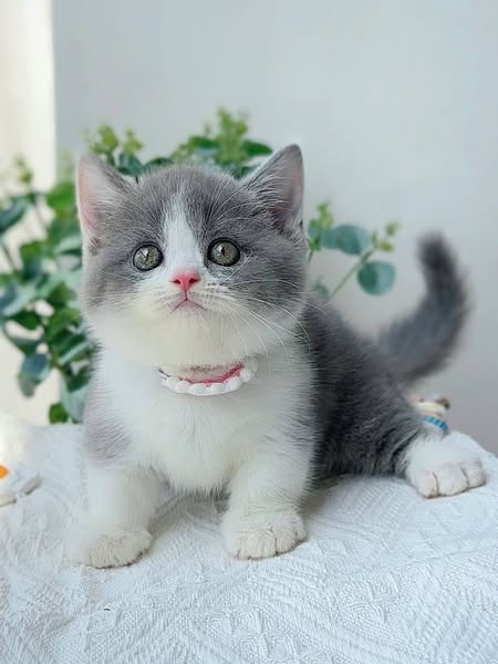 Munchkin