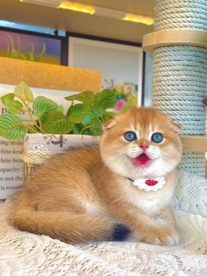 Munchkin Fold