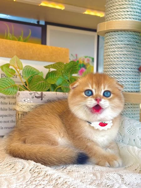 Munchkin Fold
