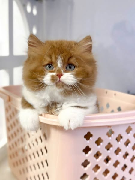 British Longhair