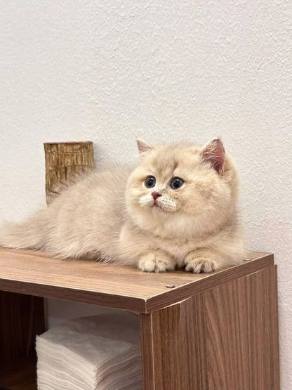 Munchkin