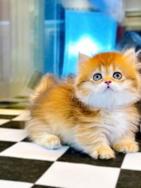 Munchkin Longhair