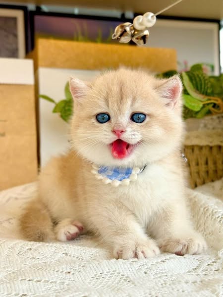 British Shorthair