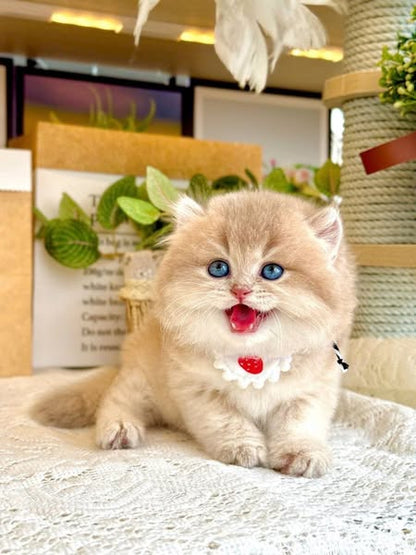British Longhair