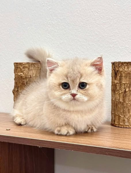 Munchkin