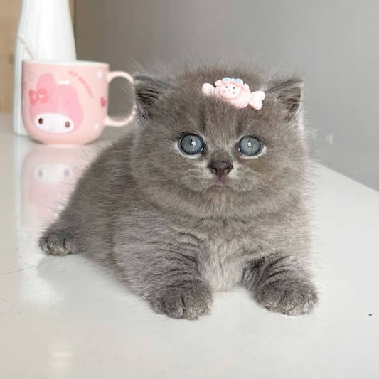 Munchkin Fold