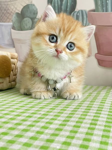 Munchkin
