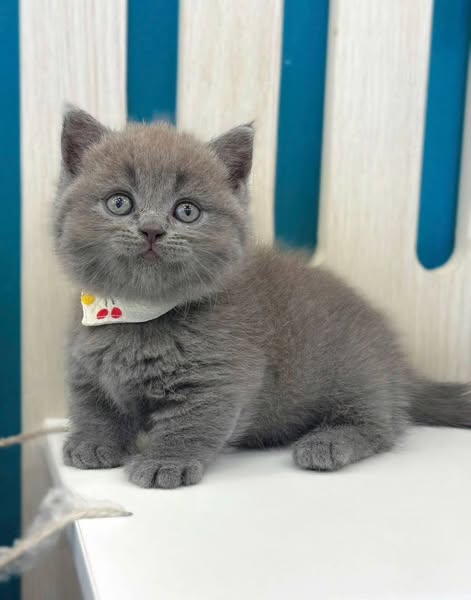 Munchkin