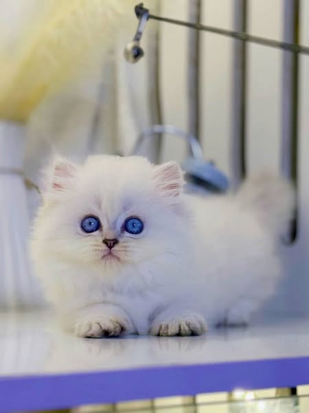 Munchkin Longhair
