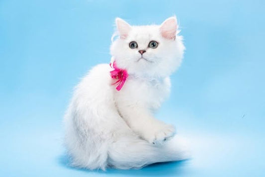 British Longhair