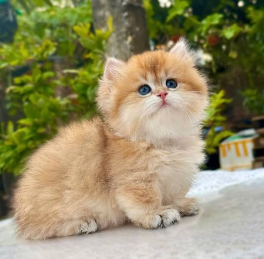 Munchkin Longhair