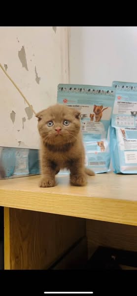 Scottish Fold