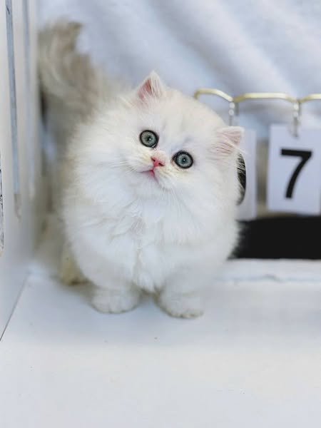 Munchkin Longhair