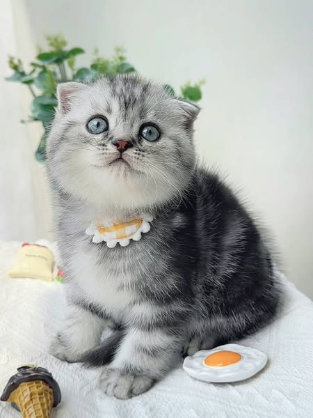Scottish Fold