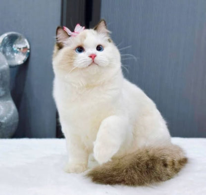 Ragdoll
