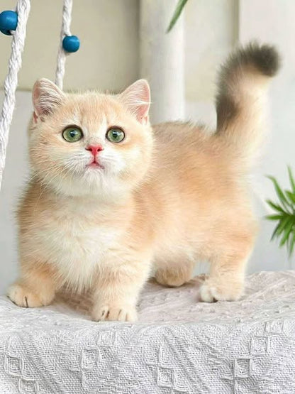 Munchkin