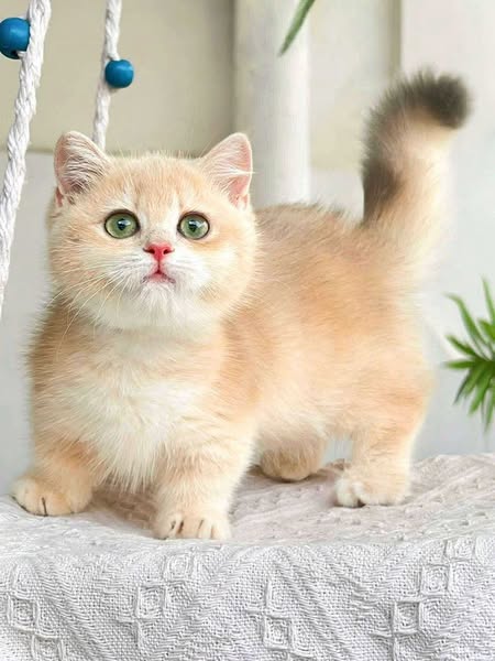 Munchkin