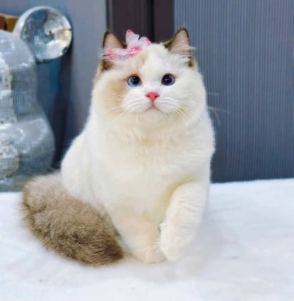 Ragdoll