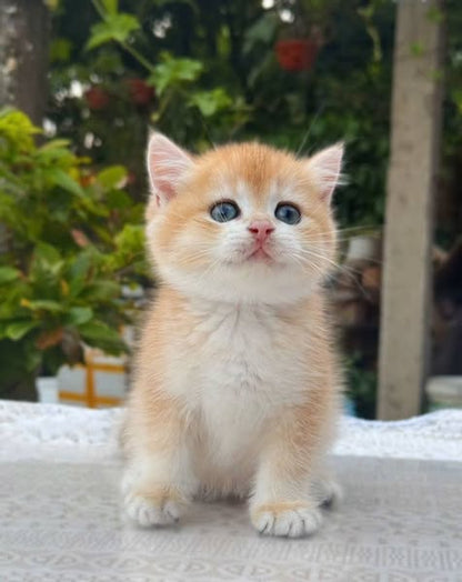 British Shorthair