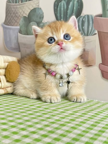 Munchkin