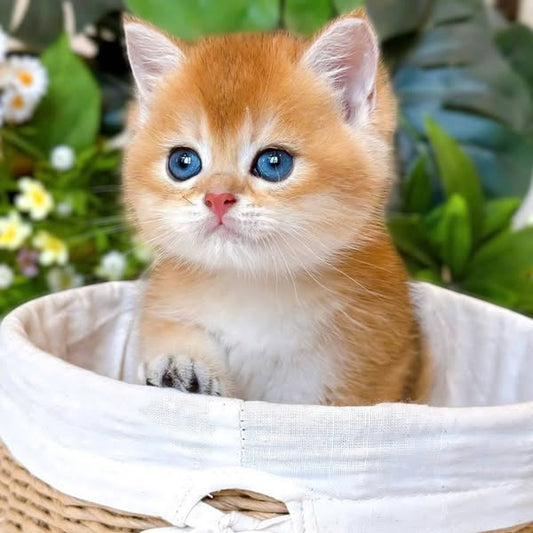 British Shorthair