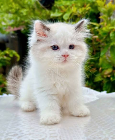 Ragdoll