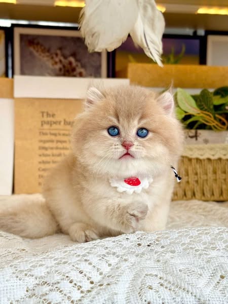 British Longhair