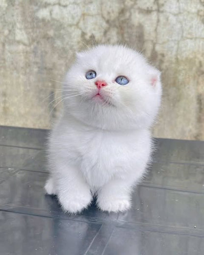 Munchkin Fold