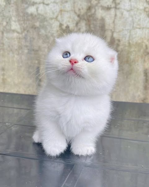 Munchkin Fold