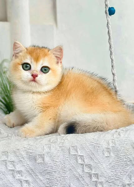British Shorthair