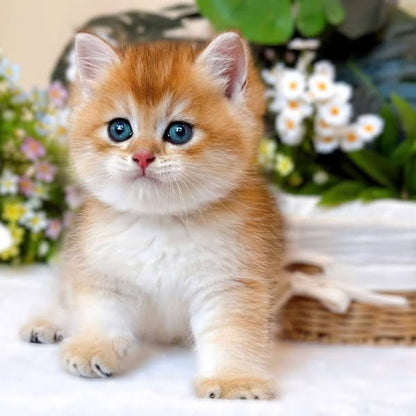 British Shorthair