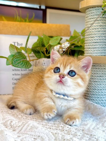 Munchkin
