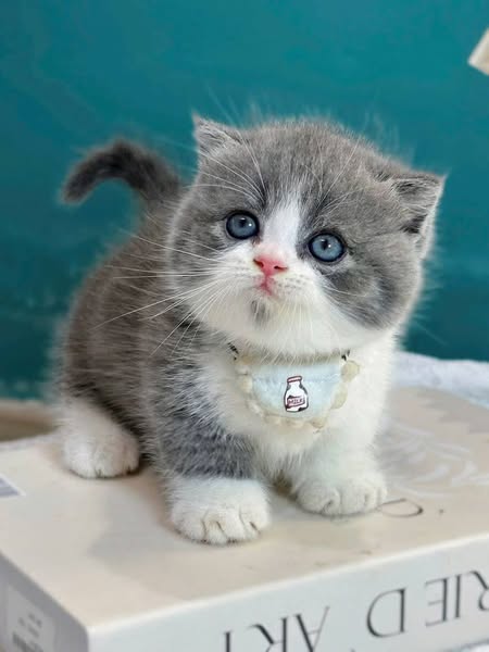Munchkin Fold