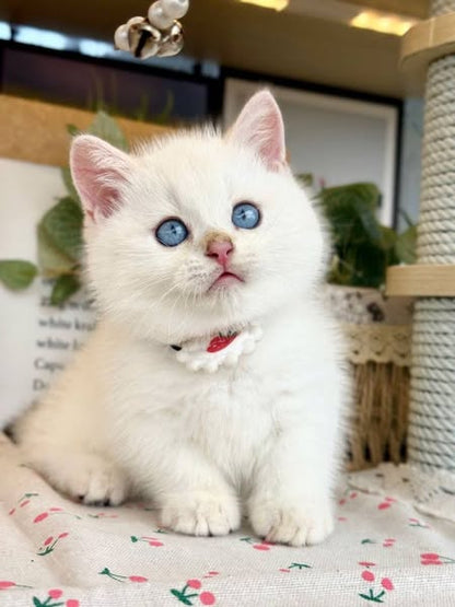 Munchkin