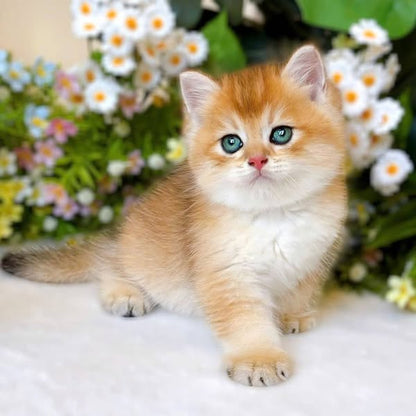 British Shorthair