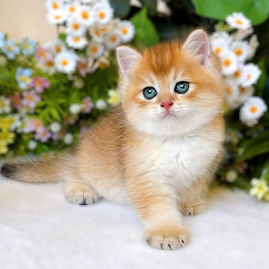 British Shorthair