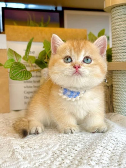 Munchkin