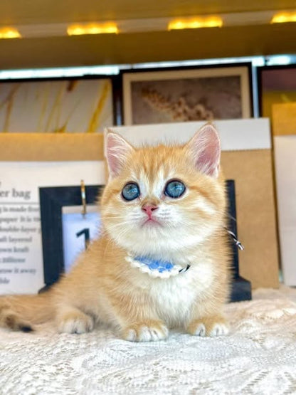 Munchkin