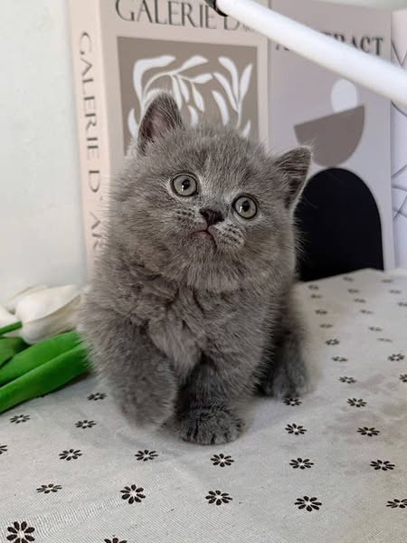 Munchkin