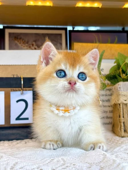 Munchkin