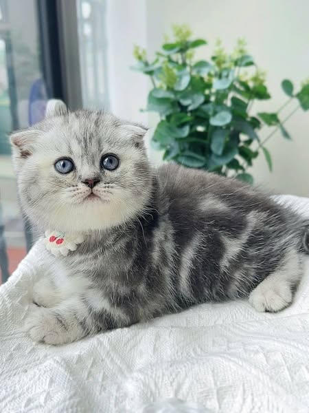 Scottish Fold