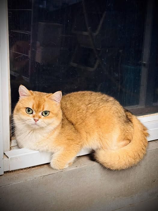 British Shorthair