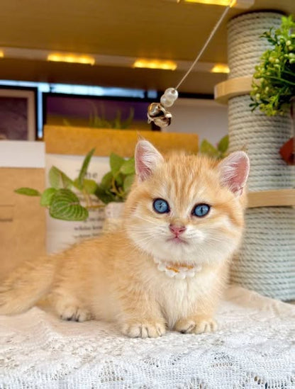 Munchkin