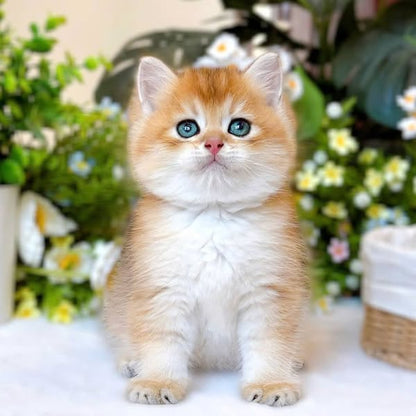 British Shorthair