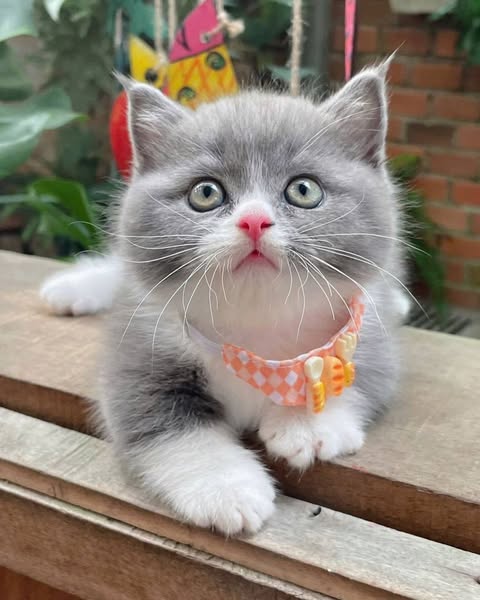Munchkin