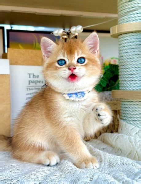 British Shorthair