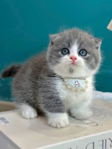 Munchkin Fold